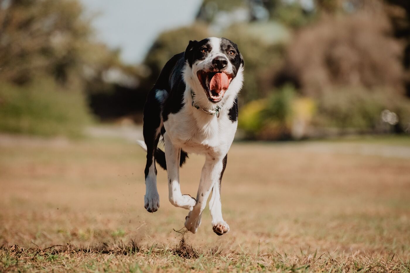 A dog running joyfully across a field