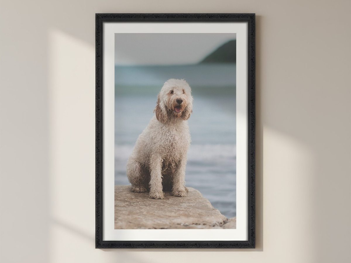 A fluffy cream dog sitting on a rock by the sea, in a black framed print with a white mat, hanging on a wall
