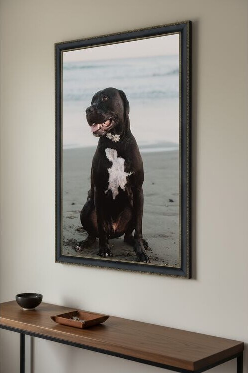 A framed print of a black dog on a beach, hanging on a wall